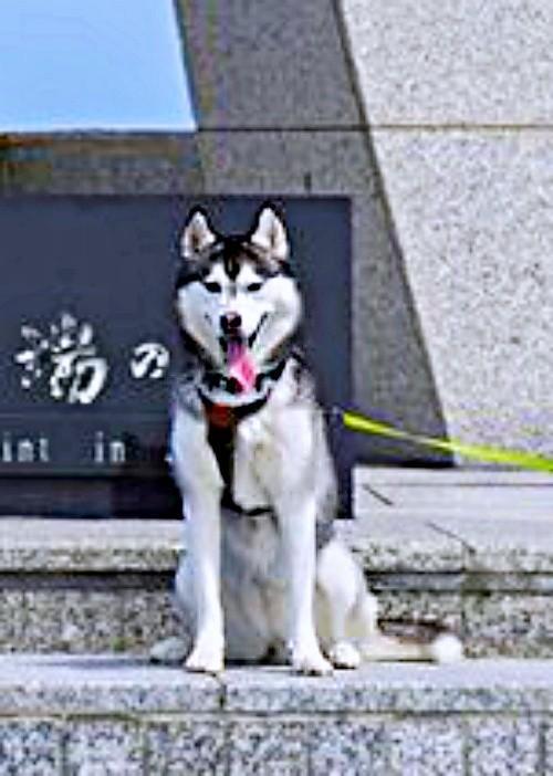 「日本最北端の地のハスキー」になったムイちゃん（画像提供：ムイさん）