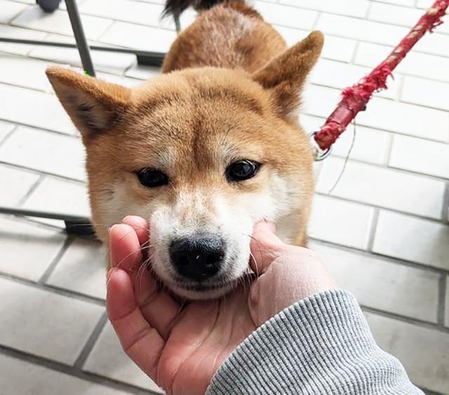 動物愛護センターに収容されるも、飼い主からのお迎えがなかった豆柴のつらら