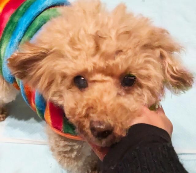 トイプーのハイシニア犬・ナナちゃん