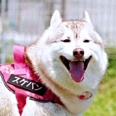 「かわいい顔して腹ドロドロ」ハスキー犬の豪快すぎる泥遊び後の姿に5.5万いいね　「泥んこの天才」「腹黒なんだわん」