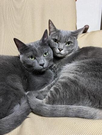 段ボールに捨てられていた兄妹猫のために…賃貸リビングを“猫部屋”に変えた1年 板100枚で壁づくり、総費用20万円 DIY初心者夫婦が手がけた愛情空間