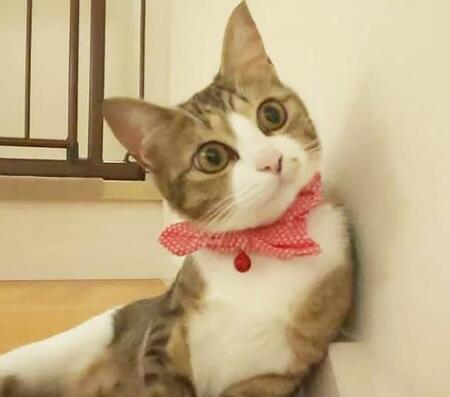 道をさまよう猫を助け育てた夫婦に悲劇　「どうしても飼うことができません」　断腸の思いで別れを告げた