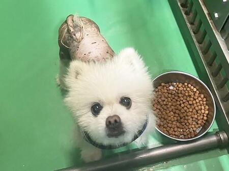 原因不明の脱毛はストレスから? 飼い主と離れ保護されたポメラニアン 愛情浴びて心身ともに健やかに 次は幸せ探しだよ