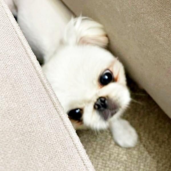 「びっくりした！」数秒前に起きたハプニングで戸惑うなじゅちゃん（画像提供：なじゅさん）