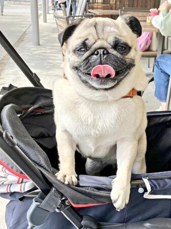 一心不乱に毛づくろい中の犬さん…「おやつ」に秒で反応！真剣すぎる顔に「センサー起動」「やだかわいすぎる」