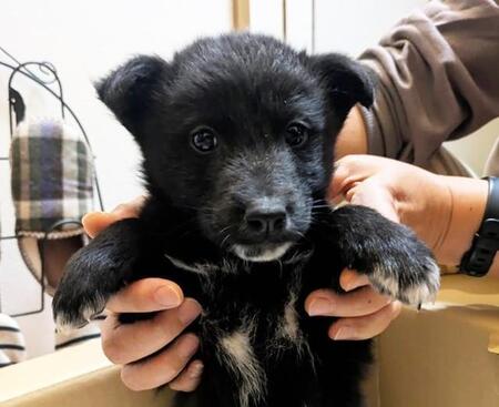 凍えるような冬の夜 マンションの踊り場で助けを待つ子犬 保護した人は動物病院へ走った