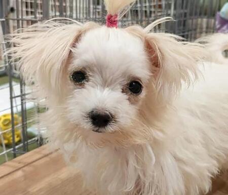 繁殖場で生まれたマルチーズの子犬　動脈管開存症のため販売不可に　小さな命の未来のために獣医師は難手術に挑んだ