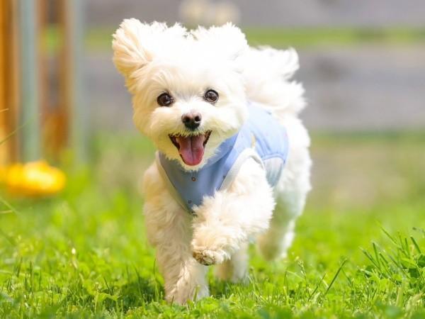 楽しそうに駆け回るほっけくん（画像提供：マルチーズのほっけさん）