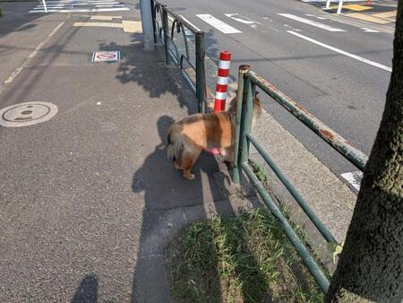 高沢守 (@MamoruTakazawa)さんのXより