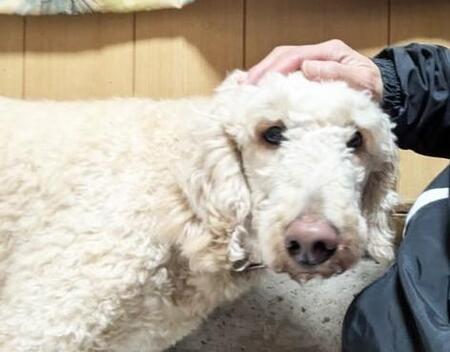 十分なえさを与えず繁殖犬を蹴りとばす悪徳ブリーダー 譲渡を申し出た保護団体に「元々は100万円で売っていた犬」「ちゃんと世話もしている」と話をそらした