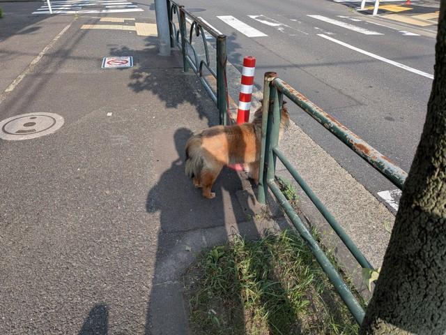 高沢守 (@MamoruTakazawa)さんのXより