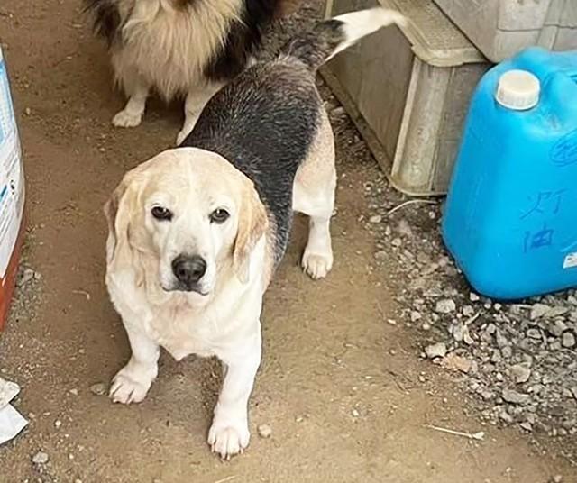 イノシシ避けに飼われていた、ビーグルのシニア犬
