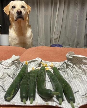 きゅうりの気配に慌てて駆けつけたラブラドール　「ぼくのですよね？」キラキラ瞳に「寝てたとは思えない」「鼻と勘が鋭い」