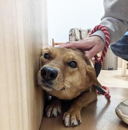 幸せを待つ元野犬が供血犬デビュー　ハリの抜き差しにも動じず　「こんなにお利口さんは初めて」動物病院のスタッフは驚いた