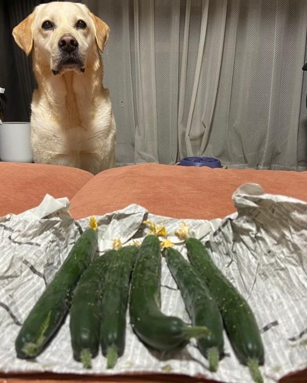 きゅうりだ！ サッと起きてやって来たロキくん（画像提供：ロキの相方さん）