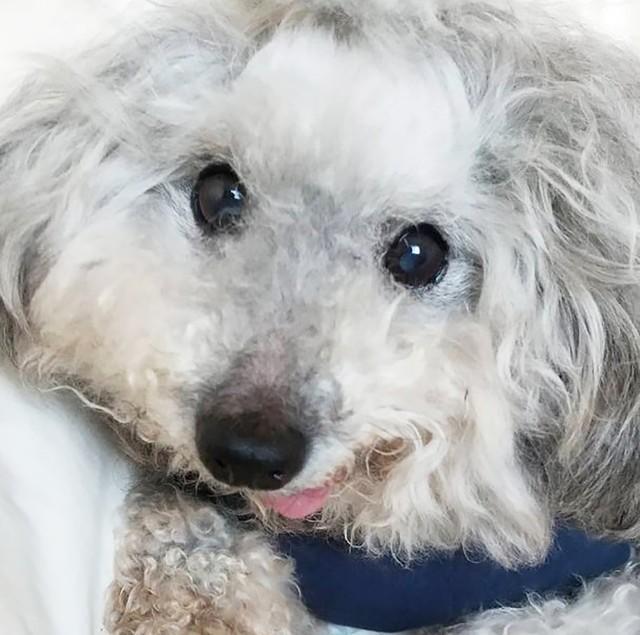 悪徳ブリーダーのもとで、瀕死の状態で放置されていたトイプードルのゴウくん