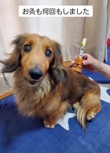 リハビリしたりお灸をしたり、頑張ったじゅぴ太くん（なほさん提供、Instagramよりキャプチャ撮影）
