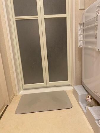 「家中探してもいないと思ったらココ」　洗濯機の下からひょっこり顔出す猫に12万いいね「かくれんぼ天才」「あるあるですね」