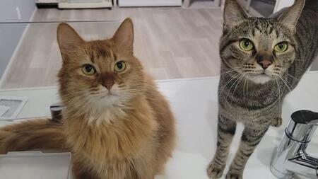 人間「ネコちゃん、ベッド買ったよ♡」ネコ「…スンッ」人間の完敗「知ってた」「わかります」