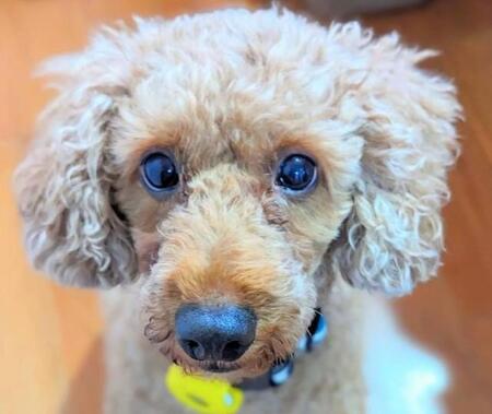 「離婚したからもう飼えない」「犬は出ていった妻のものだ」　夫妻の愛が冷めた後、愛犬に訪れた悲劇