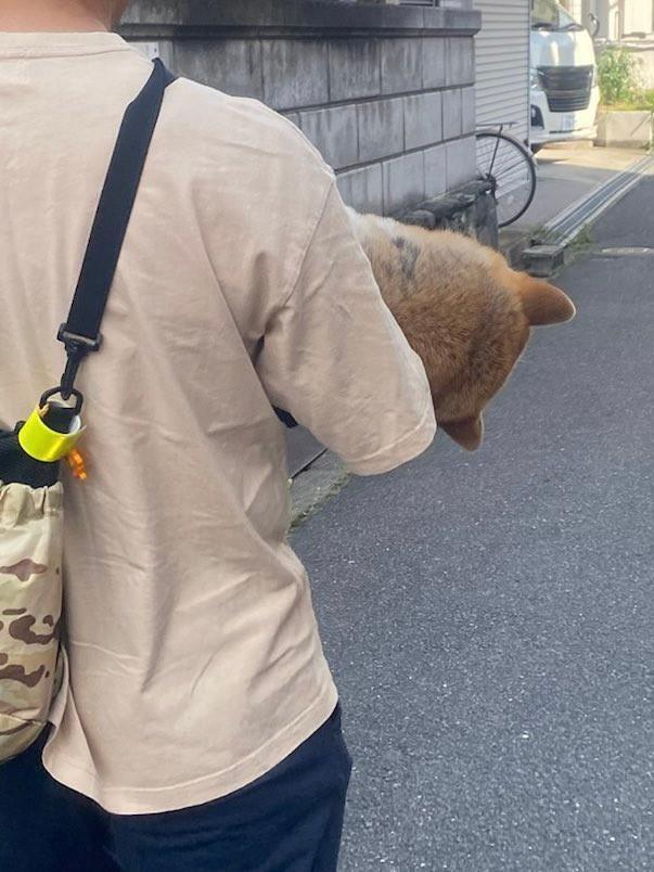 うしろから知らないジィちゃんに「おいっ、そのワンちゃん大丈夫か？」って聞かれた。なぜ？（「赤柴こはる 岡山生まれおっさん育ち」さん提供）