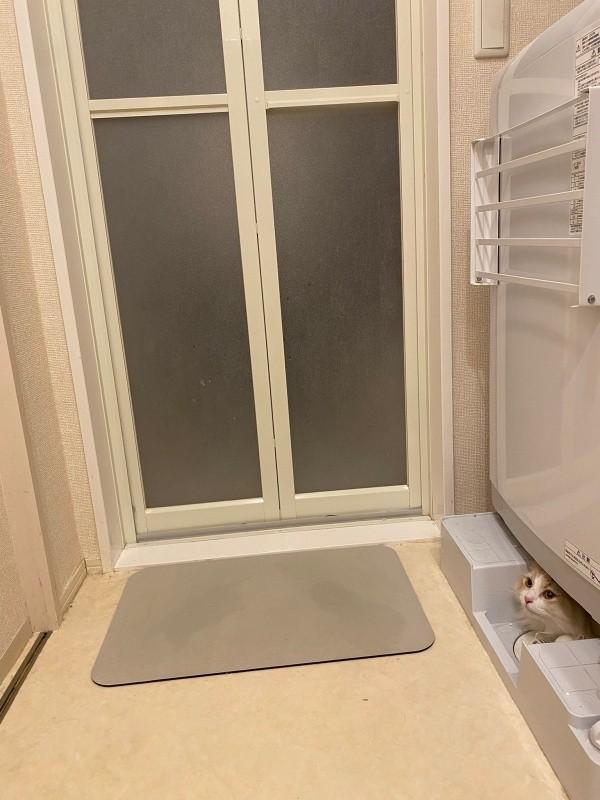 よく見ると…もなかくんがひょっこり顔をのぞかせています（画像提供：を子さん）