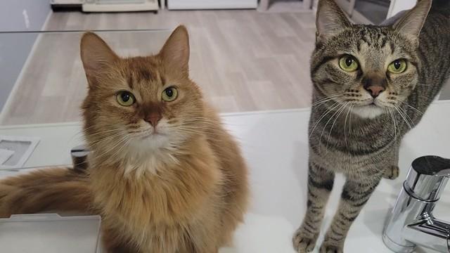 しぴちゃんとおこめくん（しぴこめさん提供）