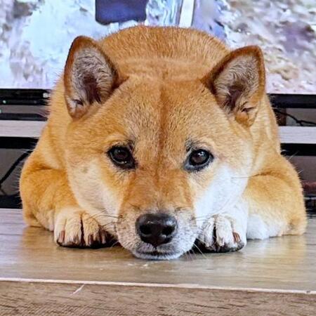 柴犬が困り顔の理由は…？　健気な姿に「足がかわいすぎる」「これは柴の勝ち」
