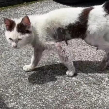 人に捨てられ、ねずみとりで死にかけた猫→保護され、ふわふわのモフモフに 命を描き続けるイラストレーターの願い