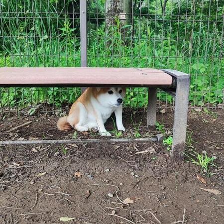 ドッグランでベンチ下に隠れてしまった涼夏ちゃん（画像提供：Kさん）