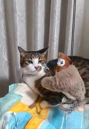 動くおもちゃに「なにそれ？」塩対応な猫さんに爆笑「大興奮させるおもちゃ、未だに見つからない」嘆く飼い主に励ましの声