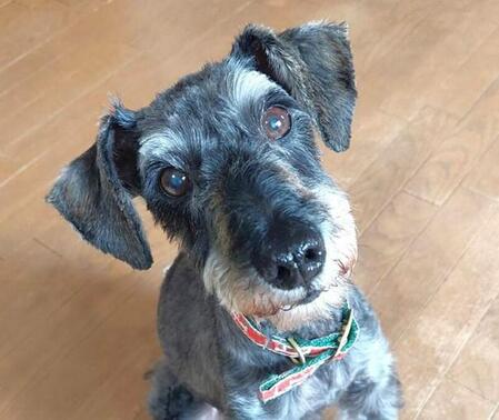 群馬県大泉町のブラジルタウン付近で保護されたというワンコ、チェロ