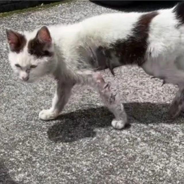 毛はところどころ生えておらず、体は汚れて痩せていた猫を保護（あきみさん提供、Instagramよりキャプチャ撮影）※一部トリミング