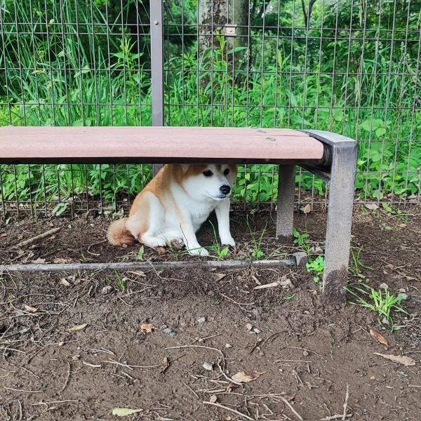 ドッグランでベンチ下に隠れてしまった涼夏ちゃん（画像提供：Kさん）
