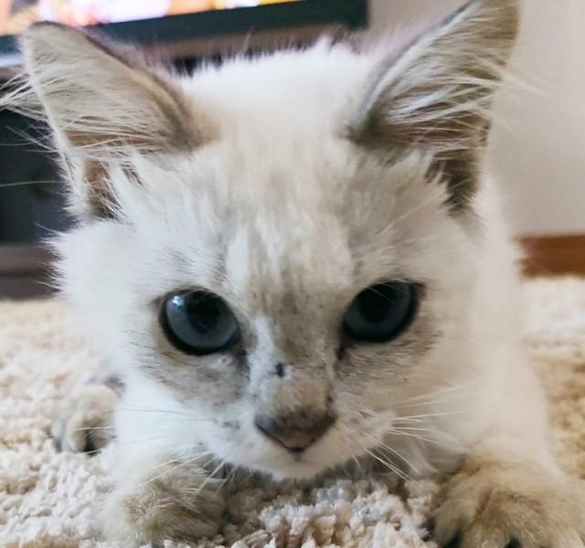 動物愛護センター内の片隅に置かれた「新聞紙で覆われたケージ」の中にいた猫、しんしん