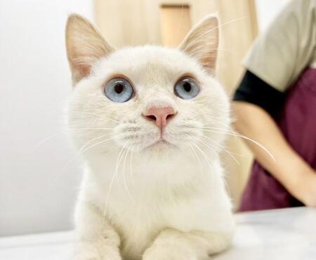 人間のする行為じゃない…ネズミ取りの粘着板に挟まれ遺棄された子猫　死の淵から救い出され幸せをつかんだ