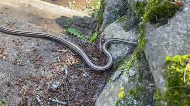 岩穴へ隠れようとするシマヘビ／猫ひさしさん（@nekohisashi919）提供