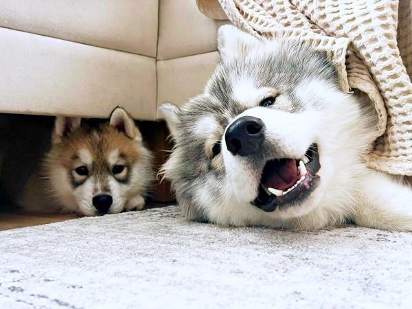 かわいいシンクロ寝姿を披露した（左から）ほたてくんとしらすくん（画像提供：しらすとほたてさん）