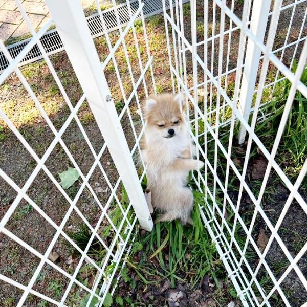 生後5カ月のポメちゃん。ドッグランで隅に逃げてしまいました（画像提供：ﾅ゛さん）