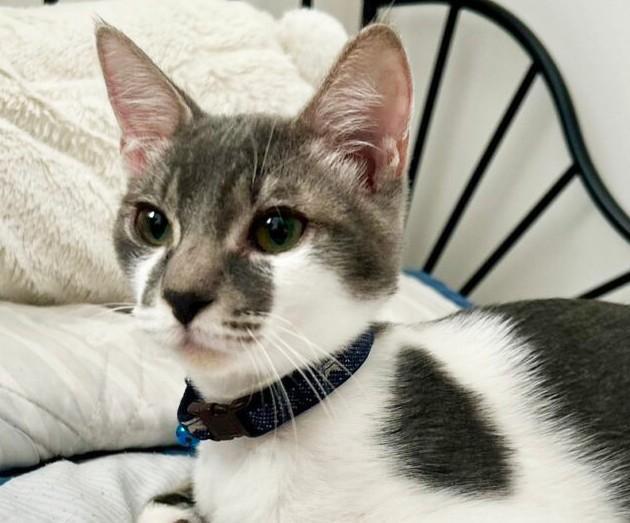 蒸し暑い夏場、預かりボランティアさんの自宅の庭に現れた子猫のシャルマン