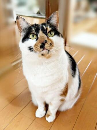 「換毛期いつ終わるの?」三毛猫から驚きの毛玉 飼い主も戸惑う量に「なんか産まれた」「どっちが本体なんだ…」「無限に抜ける」