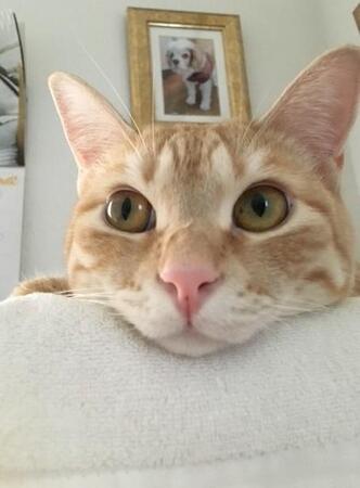 そばかすのような小さなシミ 愛猫の左目に違和感 診断まで4年を要した「虹彩メラノーマ」 転移リスク考え眼球よりも命を選んだ