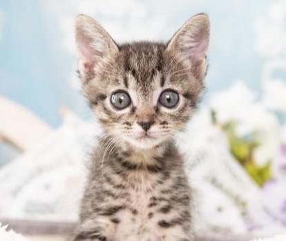 収容された乳飲み子の子猫　動物愛護センター職員からミルクボランティアへつないだ小さな命　頑張ったごほうびにたくさんの幸せが待っていた