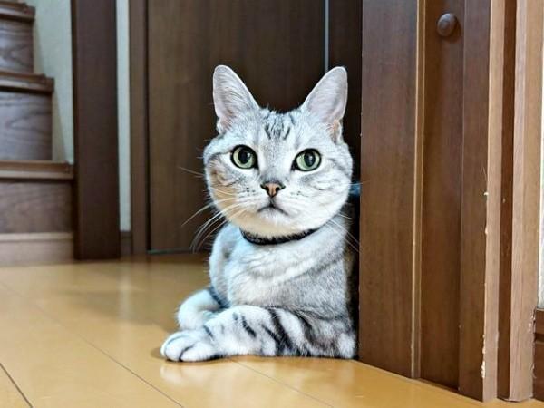 おうちの守り神のようなサスケくん（画像提供：みふゆ（三冬）さん）