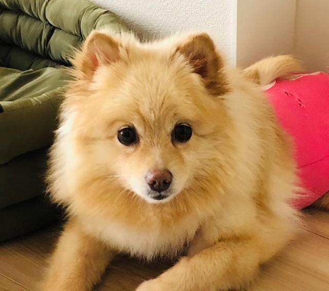 元飼い主に遺棄された挙句、しばし行く末を翻弄されることにもなったポメラニアンのフィーネ