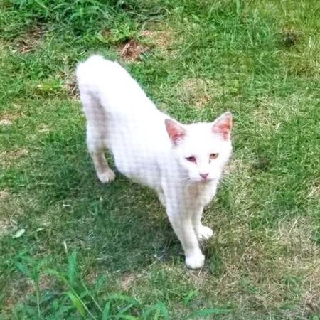 ガリガリの野良猫が…3年越しの再会　家族に迎え、ふっくら穏やかになった白猫に「幸せ太り嬉しい」「もう頑張らなくていい」