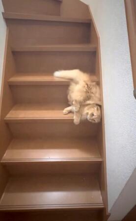 「暑いので猫が液体に！？」“溶け落ち”ながら、階段を降りてくる猫さんに爆笑「夏の風物詩だね」