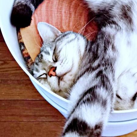 猫さん、狭い器にぎゅうぎゅう爆睡 首もぐにゃり…「にゃん体動物」「どうなってるのw」と反響 猫は液体説また証明!?