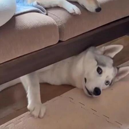 「ヤバ…気配を消すハスキー」なぜ? 漫画のようなチラ見に爆笑「じっとしとこ…」「気遣う犬」