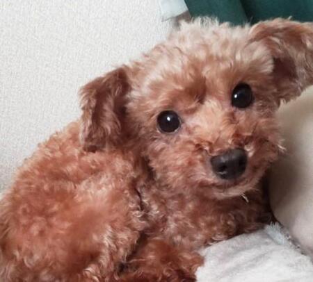 雷や花火　大音響が鳴り響く日は小型犬の迷い犬が増える？　飼い主が迎えに来ないプードルはどうなるの？